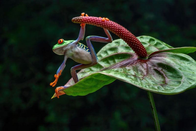Red eyed tree frog