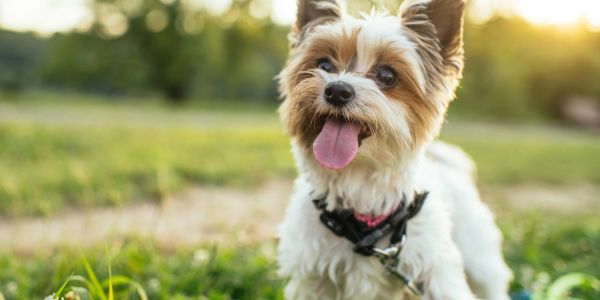 Happy small dog with tongue out in a park.