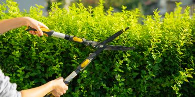 Person trimming a green hedge with garden shears.