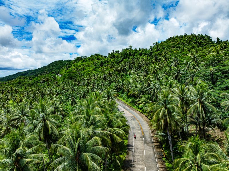 A serene view of a winding road through a dense palm forest on Siargao Island. The lush greenery and tropical atmosphere create a sense of tranquillity and escape.