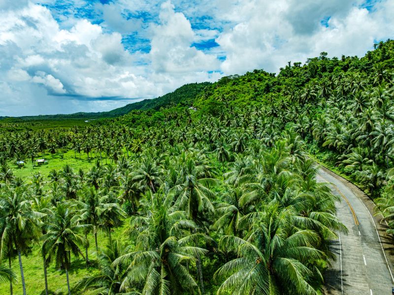 A serene view of a winding road through a dense palm forest on Siargao Island. The lush greenery and tropical atmosphere create a sense of tranquillity and escape.