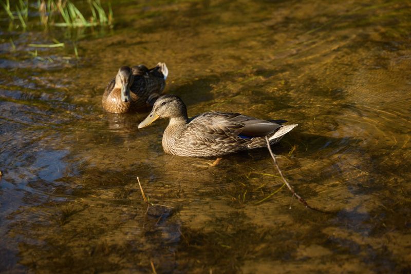 A beautifully tranquil scene featuring ducks gracefully swimming in a shimmering blue pond, reflecting nature
