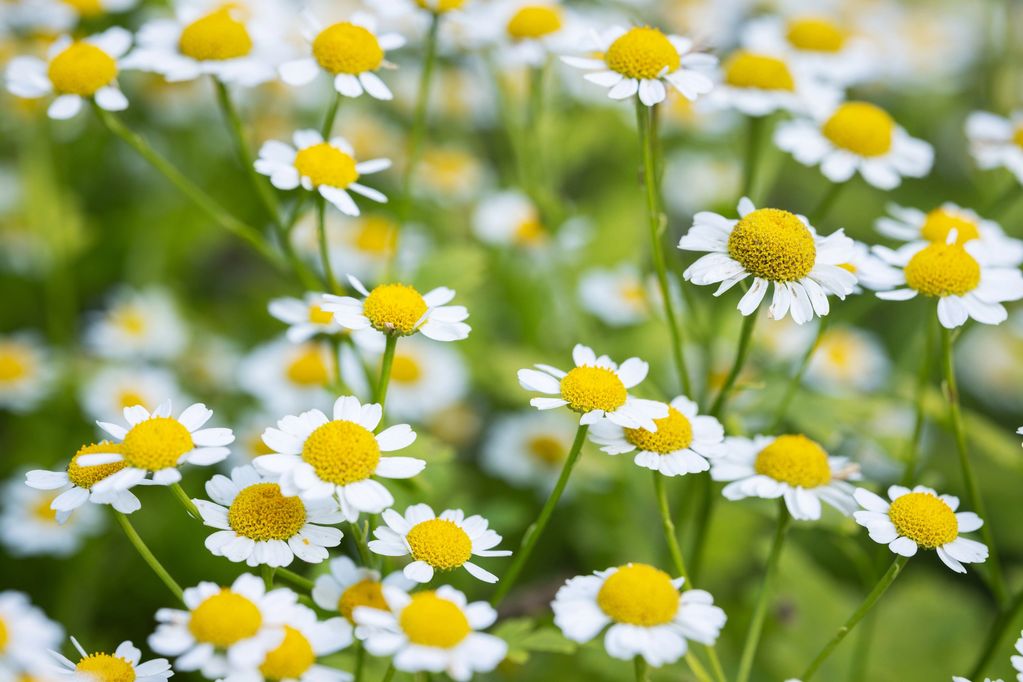 Close-up of yellow and white wildflowers.