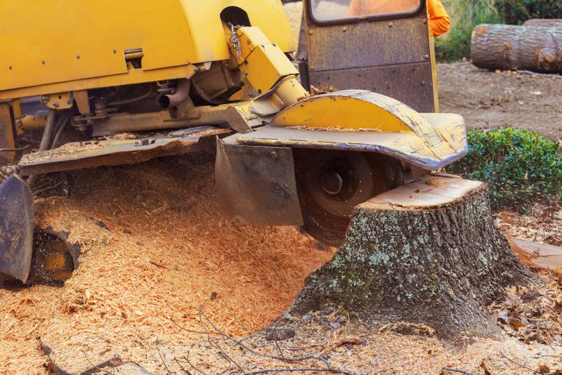 Tree stump grinding machine operates outdoors, creating cloud of sawdust while removing tree stump