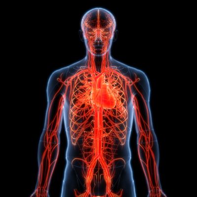 3D visualization of the human circulatory system highlighting arteries.