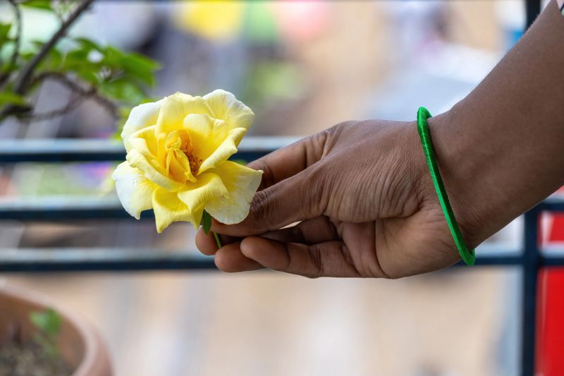 Close-up of a female hand holding a yellow rose, with beautiful green silk thread bangles on her wrist. The background is a soft bokeh blur.
