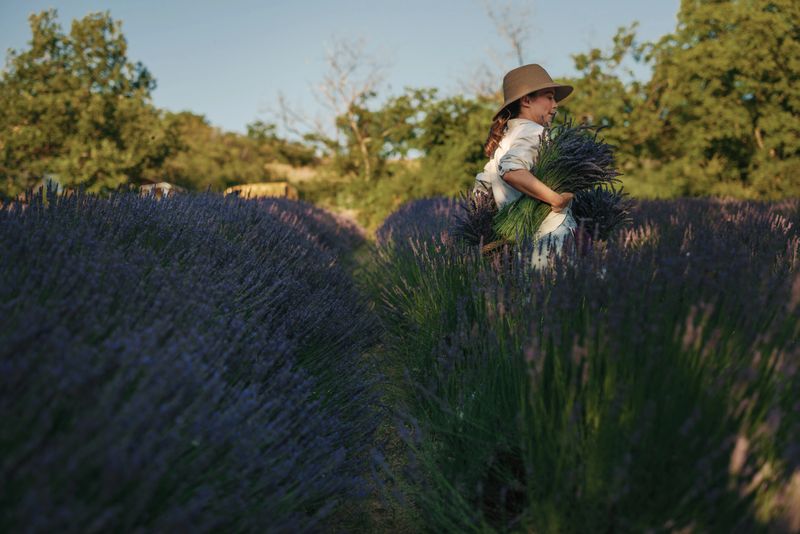 Woman farmer carrying a vibrant lavender bouquet while walking through a scenic lavender field in sunny Provence, France