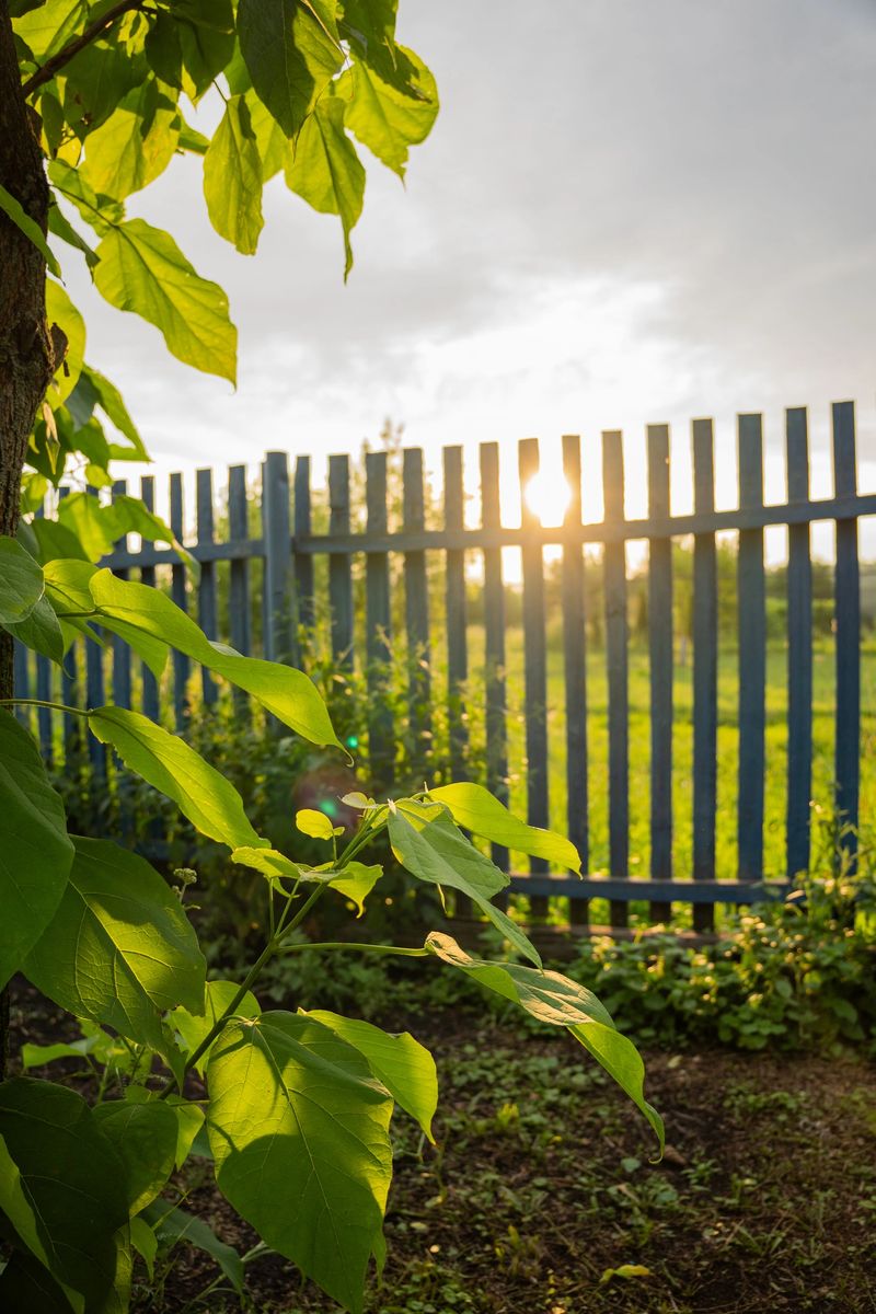 Leafy branches of a tree in the foreground with a wooden fence and a glowing sunset in the background. The image is vertical, warm, and atmospheric with natural lighting.