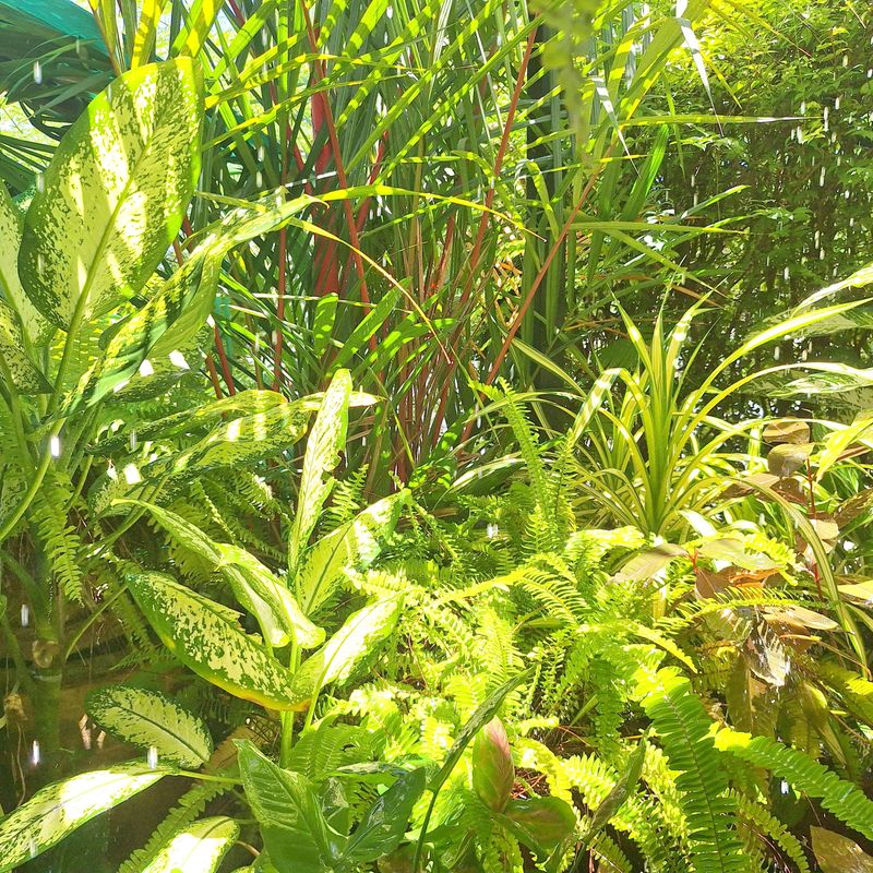 Lush Tropical Garden with Green Foliage Under Bright Sunlight Outdoor Scene