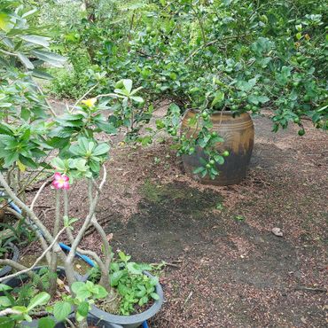 Potted plants with green leaves and a single pink flower in a garden.