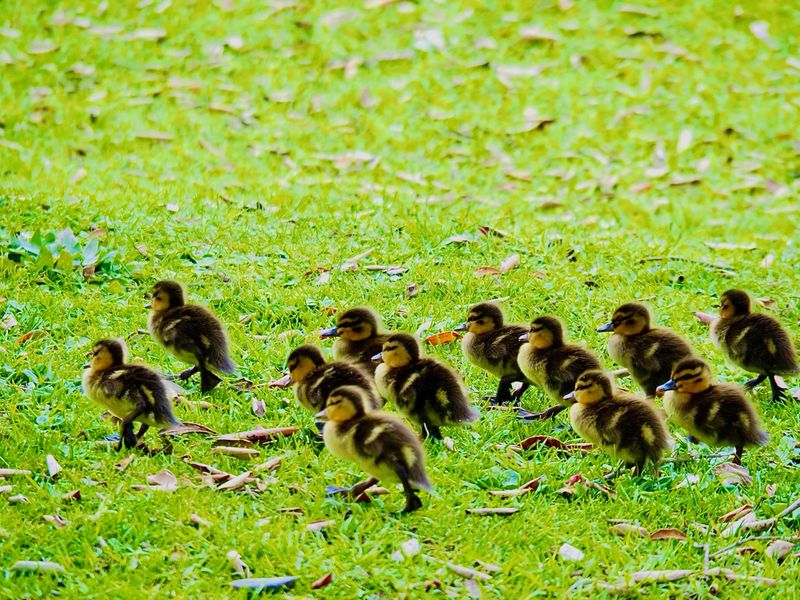A close-up of a brood of three day old Ducklings walking along the grass in a Wildlife Reserve in Auckland. Their mother is close behind them and she has been walking them around the grass area for a while. They are the first brood of Ducklings at the reserve this year.