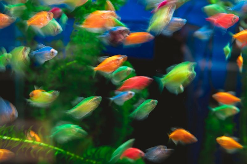 Beautiful shot of colorful glofish swimming in an aquarium, creating a vibrant and dynamic scene with a slight blur effect adding to the sense of movement