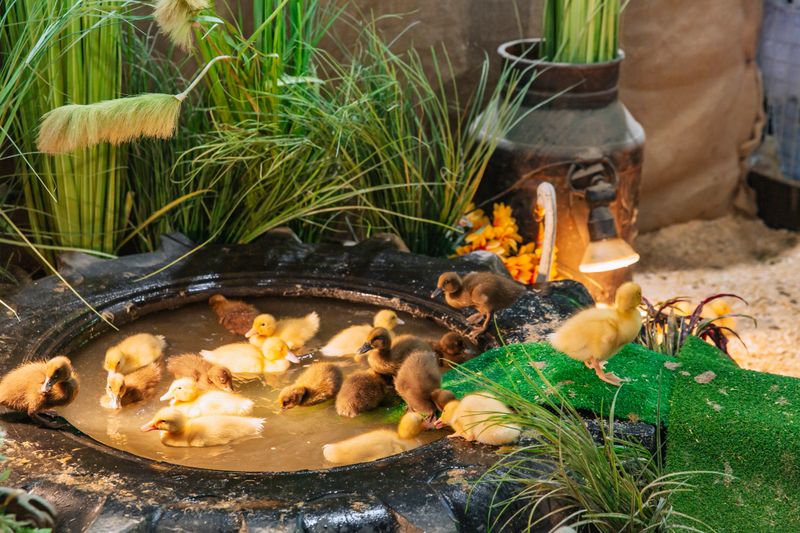 Wide view of playful ducklings swimming and climbing out of a repurposed tire pond in cozy indoor habitat with natural greenery and lighting