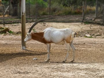 A scimitar-horned oryx standing on dry ground.