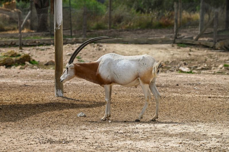 Oryx in a zoological park in Tunisia.