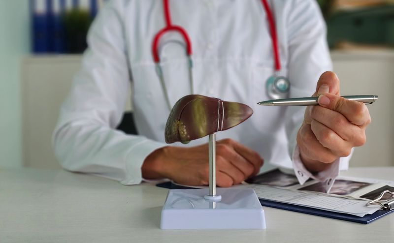 Doctor explains liver model to patient during medical consultation about liver health
