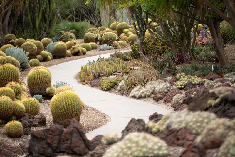 A view of a cactus garden.