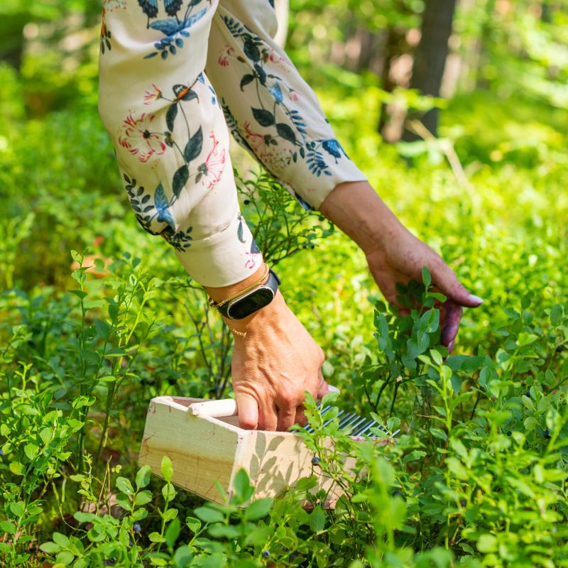 Woman hand with berry comb harvesting naturally growing bilberries.