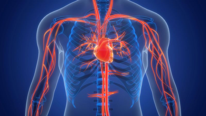3D Illustration Concept of Human Circulatory System Heart Anatomy
