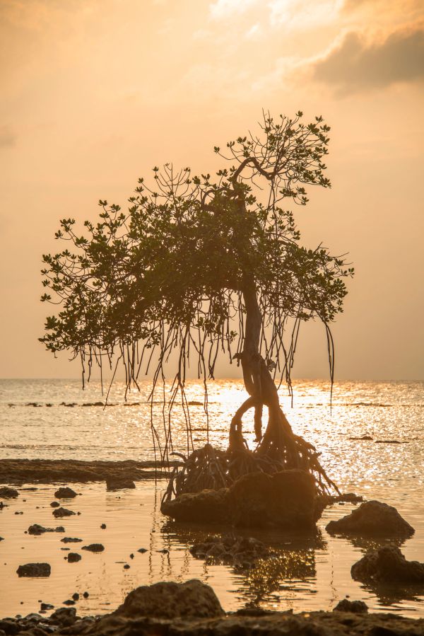 Lonely mangrove tree at sunset by the sea.
