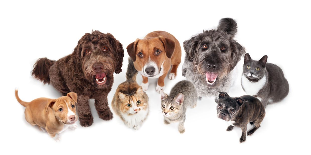 A group of dogs and cats looking up on a white background.