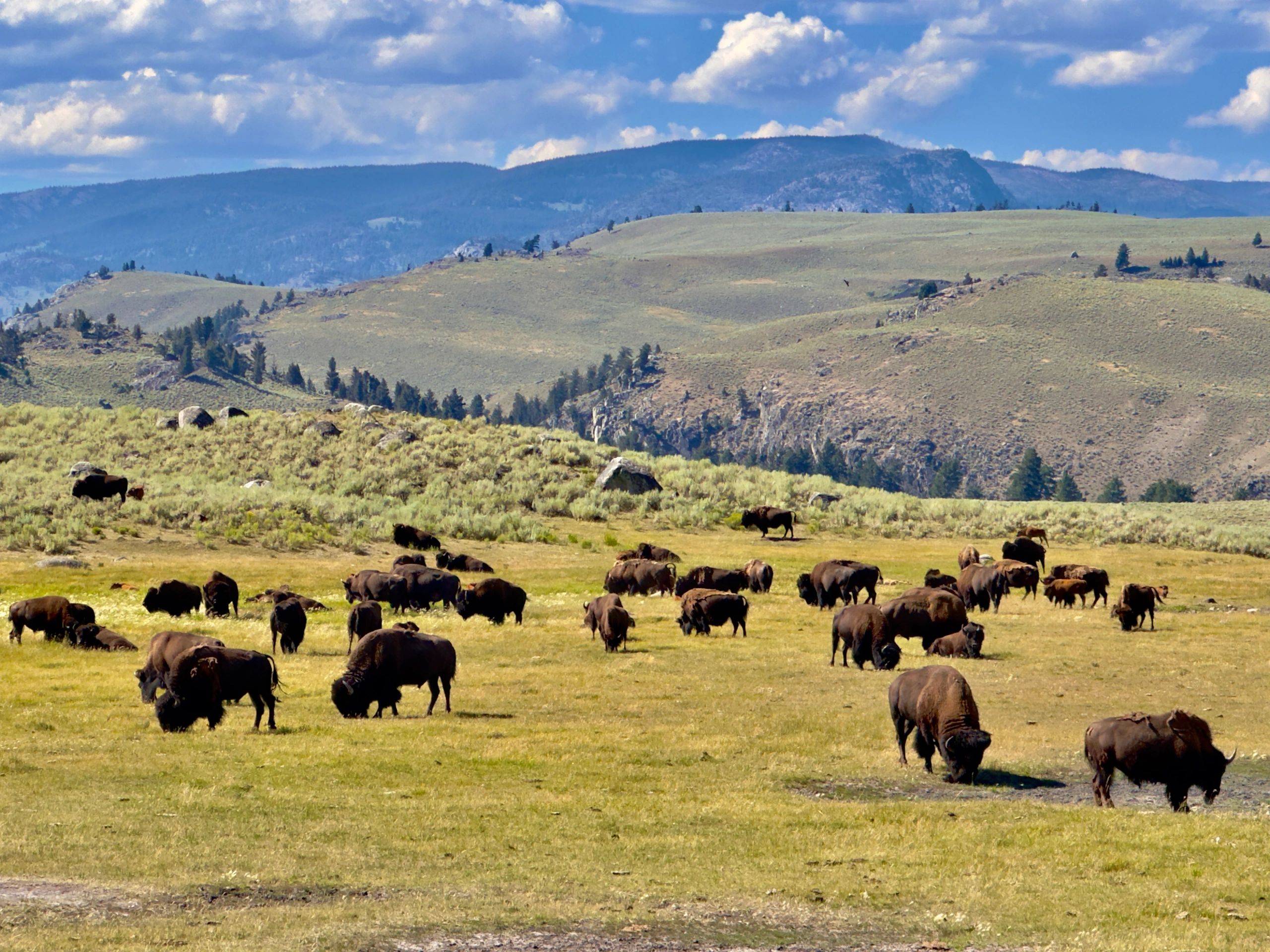 Wyoming town and community domains for sale.
