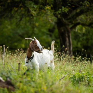 Goat standing in a grassy field.