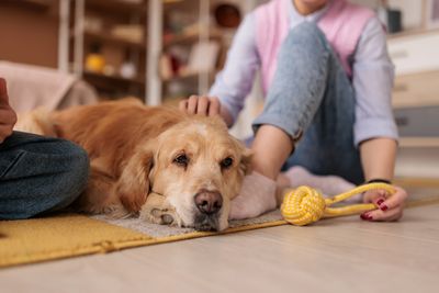 Golden retriever resting on the floor with people nearby and a yellow rope toy.