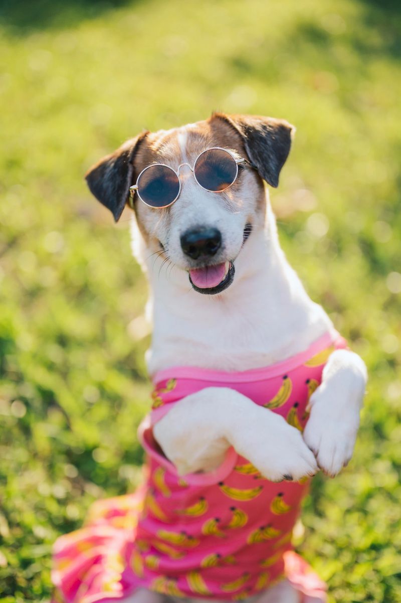 playful jack russell terrier dog dressed in red pet clothes standing outdoors, fashionable domestic animal portrait, lifestyle photography of dressed dog, friendly puppy character, modern pet culture and companionship.