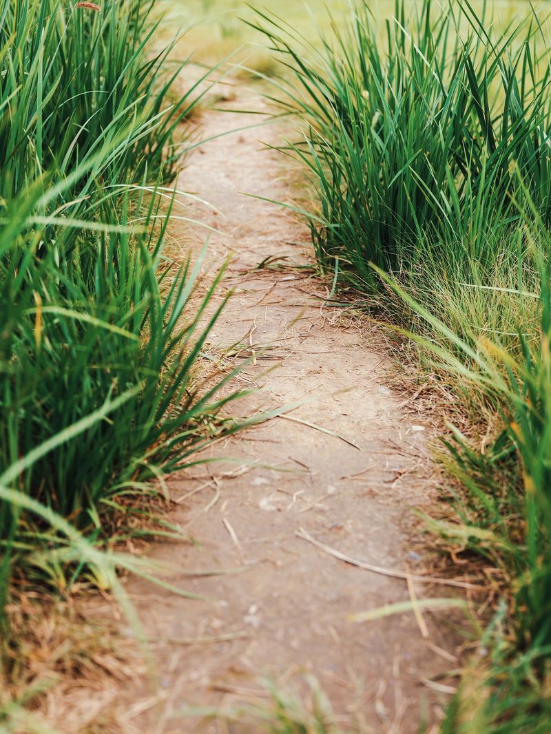 The grass and lane