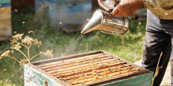 Looking after the bees