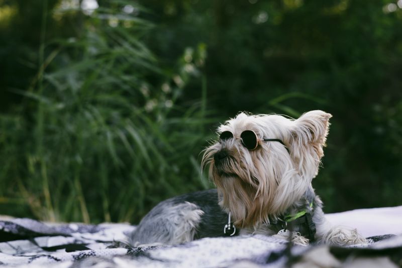 Stylish Yorkshire Terrier wearing sunglasses outdoors. Cute small dog with long silky hair, confident look, and charming pose. Perfect pet portrait with summer vibes. A cool yorkie doggy on a resort.