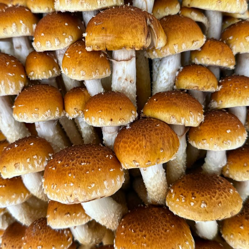 Close-up of fresh shitake mushrooms