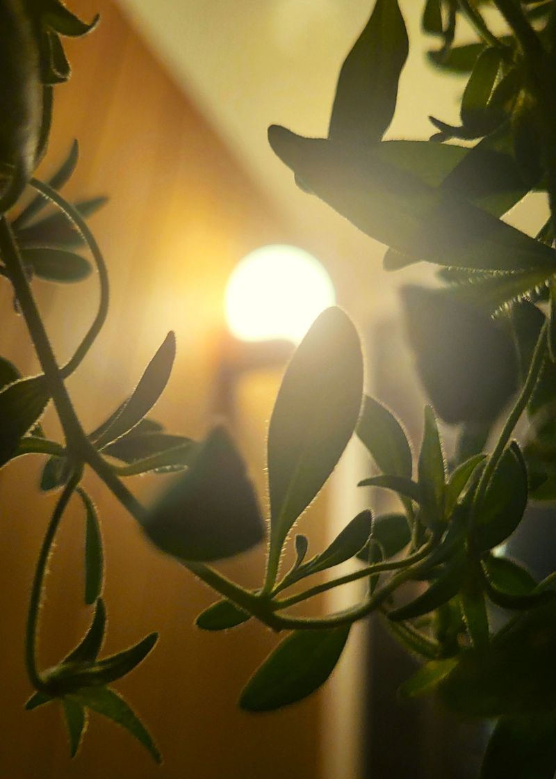 A close-up shot of the green leaves of a houseplant, illuminated by warm evening light. The light creates soft flares and shadows, highlighting the texture of the leaves and creating a cozy, relaxing atmosphere. The image conveys a sense of homely comfort, tranquility, and the beauty of nature indoors.