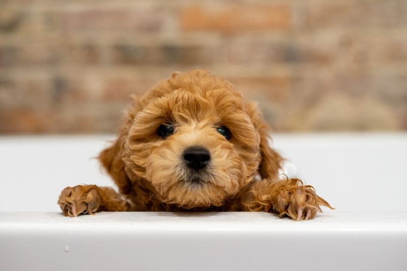 A puppy peeking out of the bath and trying to escape.