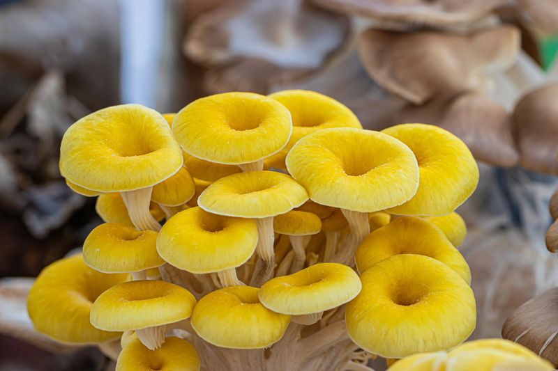 Golden oyster mushrooms (tamogitake) (Pleurotus citrinopileatus) an edible gourmet mushrooms