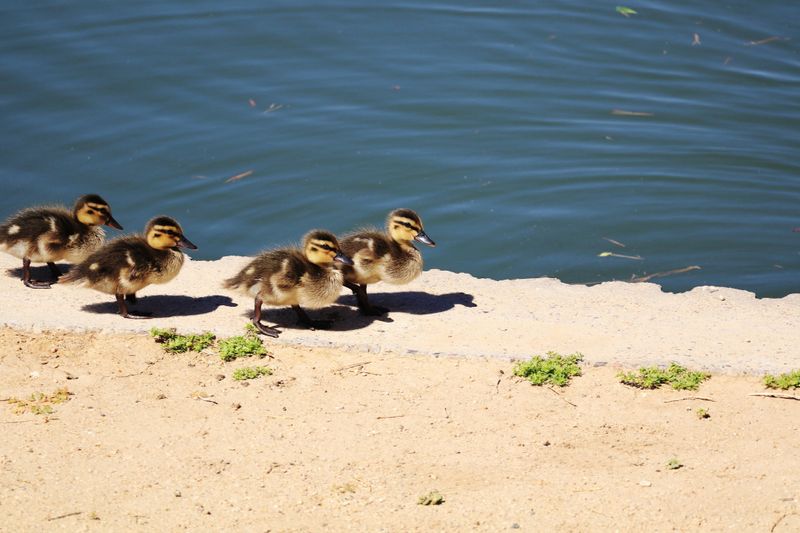 A group of waddling Mallard ducklings waddling at the very edge of calm, green-tinged lake shore