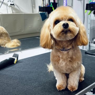Fluffy brown dog sitting on grooming table.