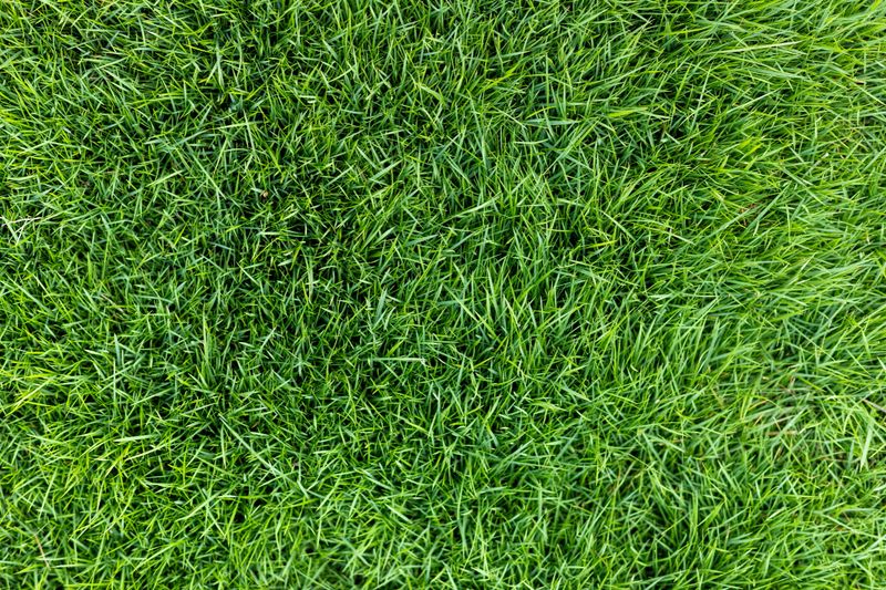 Healthy Green Grass Top Down View. Vibrant Green Lawn Texture Background.