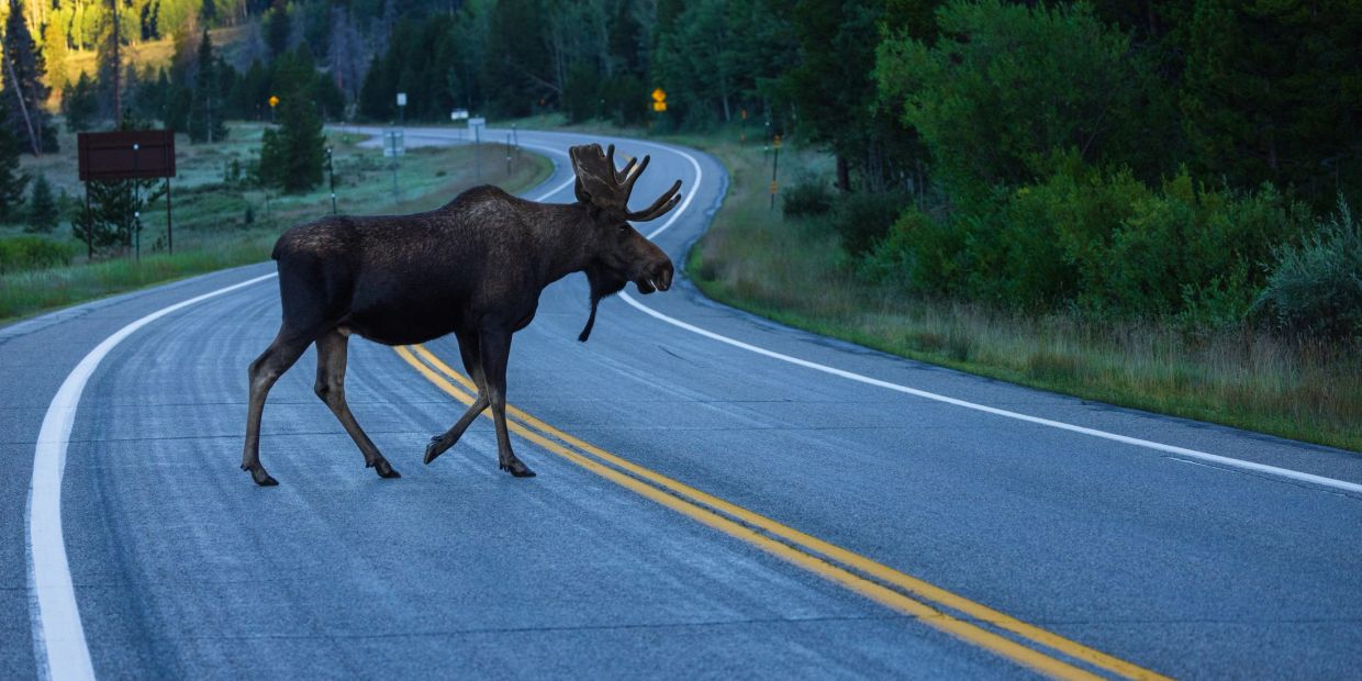 Moose crossing a curved road in a forest.