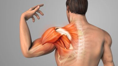 3D illustration of human back muscles and arm.