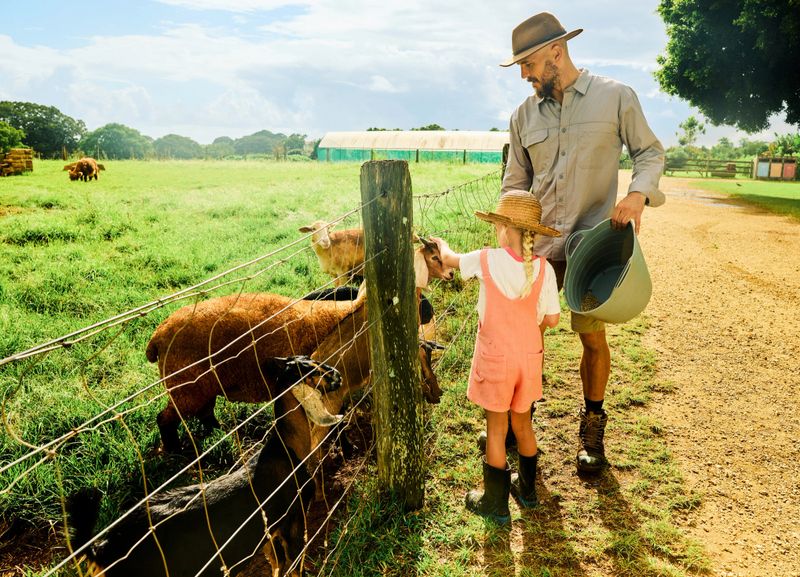 Farmer and his daughter are feeding goats on a sustainable farm in australia, promoting environmental conservation and agricultural practices