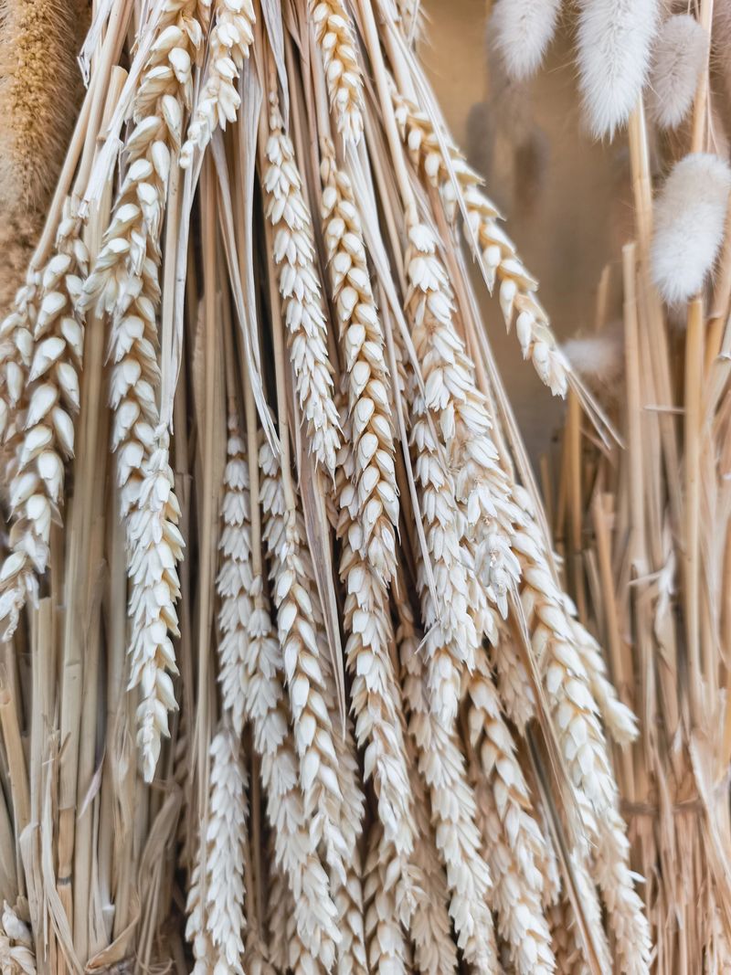 Dried wheat stalks are hanging in a rustic display, creating a beautiful and natural decoration that evokes the warmth and abundance of the harvest season