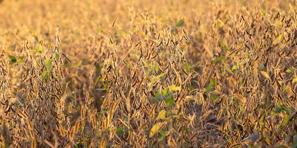 A field of mature soybeans ready for harvest.