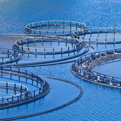 Circular fish farming pens in water.