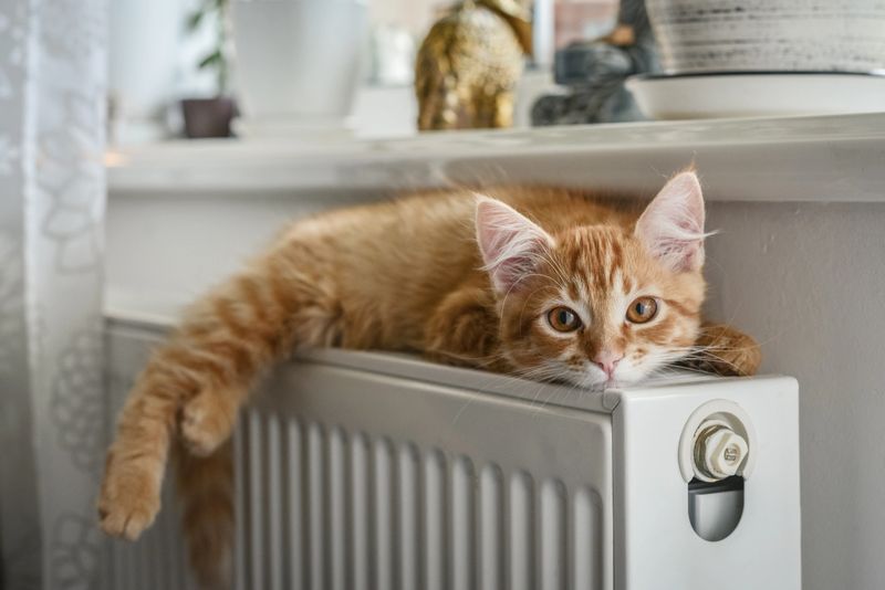Cute little ginger kitten with amber eyes relaxing on the warm radiator closeup