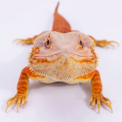 Close-up of an orange bearded dragon lizard on a white background.