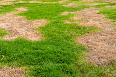 Patchy lawn with green and brown grass areas.