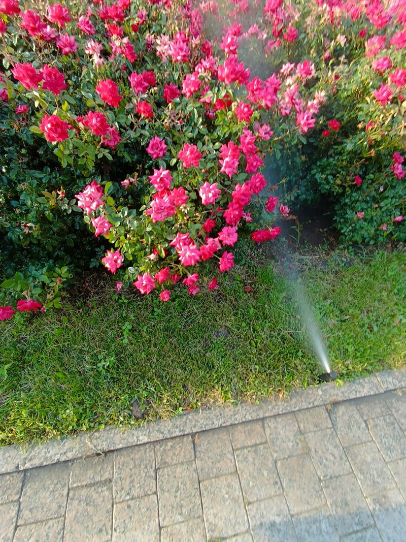 Roses blooming with water sprinkling in the garden