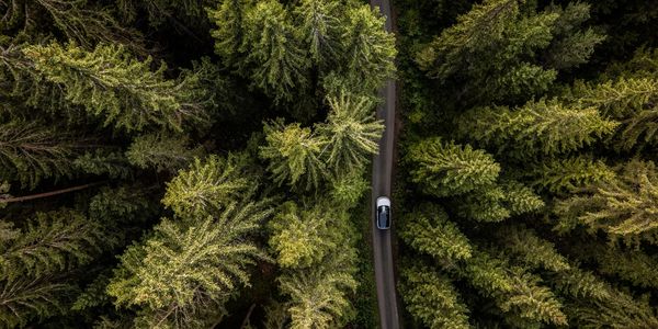 A car drives through a dense forest on a narrow road.